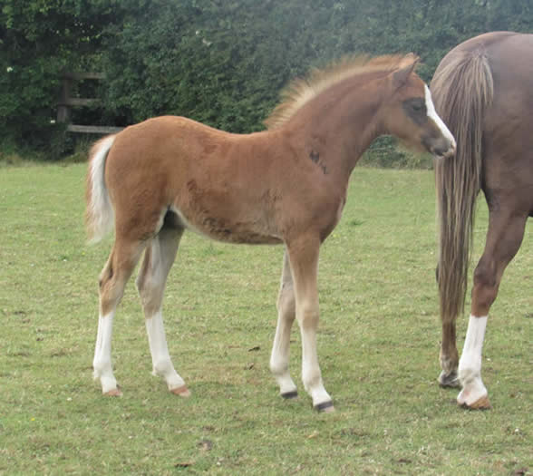 Bunbury Welsh Ponies - Sales Terms & Foals